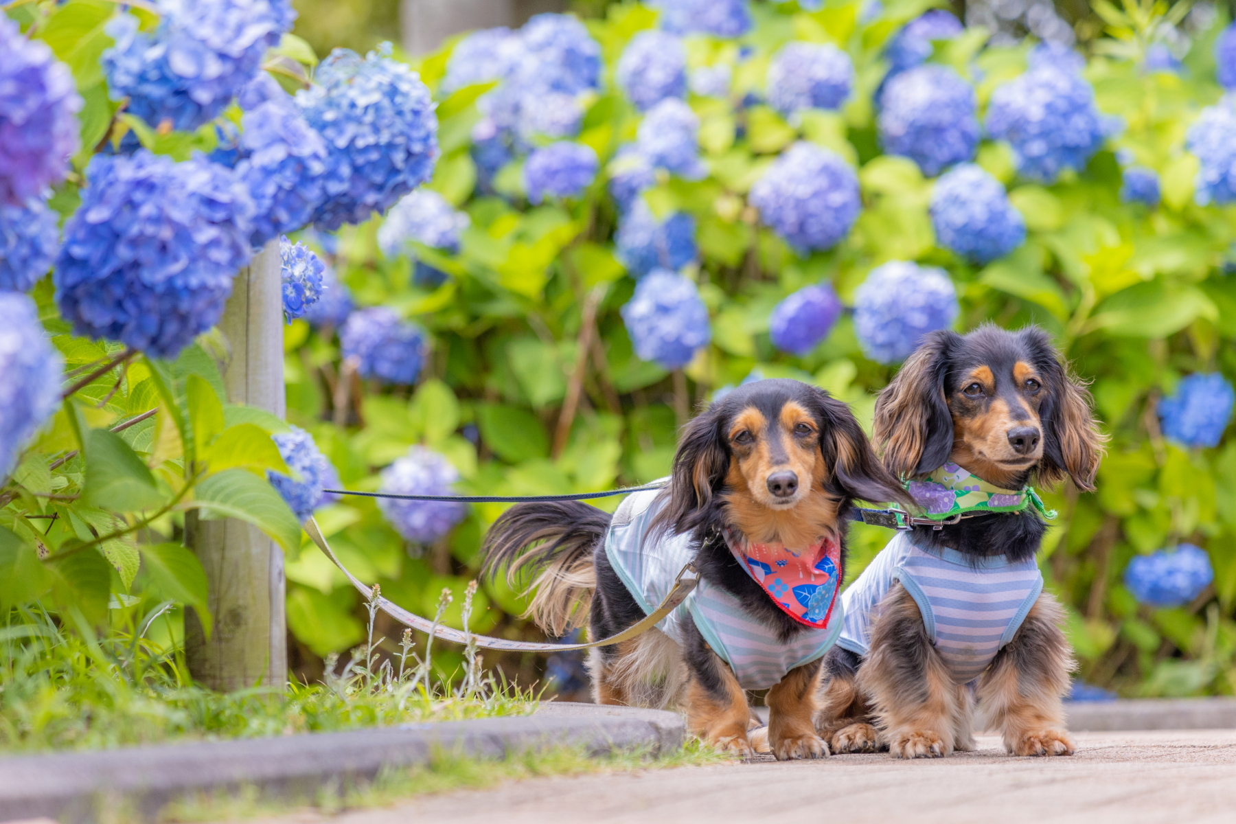 マリンルアンカフェの看板犬2匹
